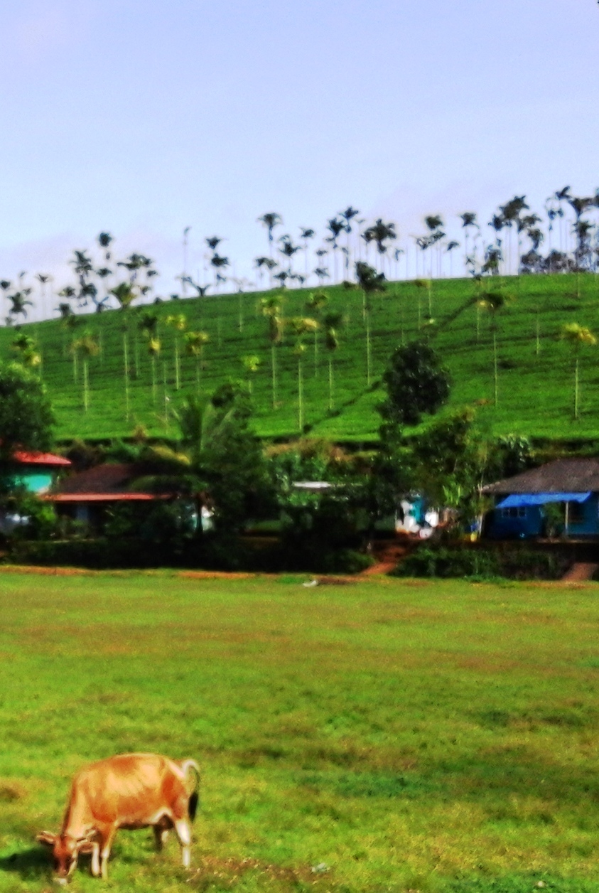 Kannanchath Maidhan, Chundale