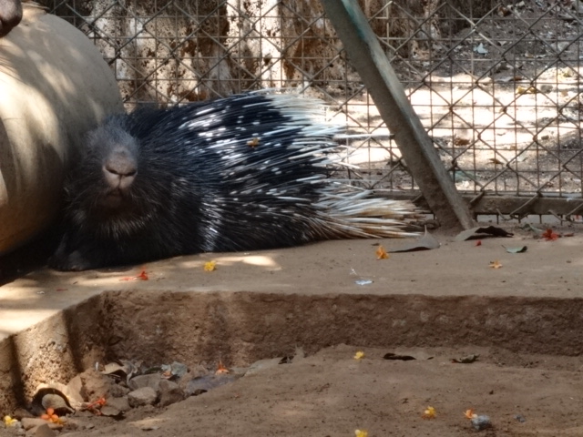 Porcupine