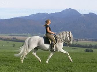 Trot 8–13&nbsp;km/h (5.0–8.1&nbsp;mph)