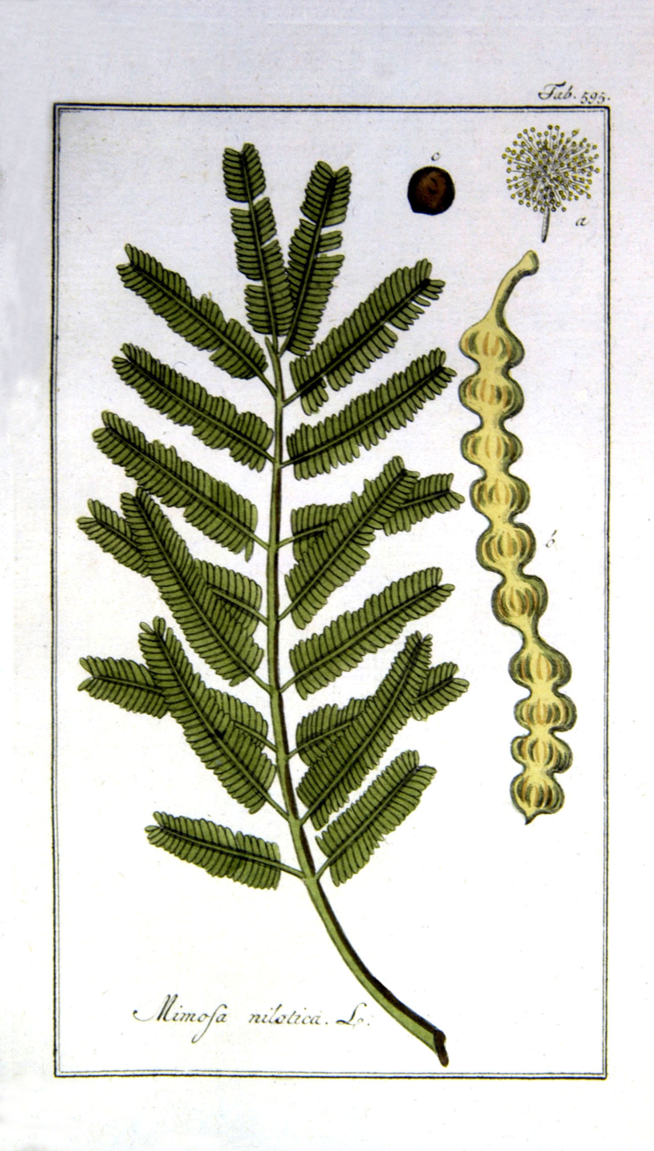 Compound leaf, seed, flower and seed pod