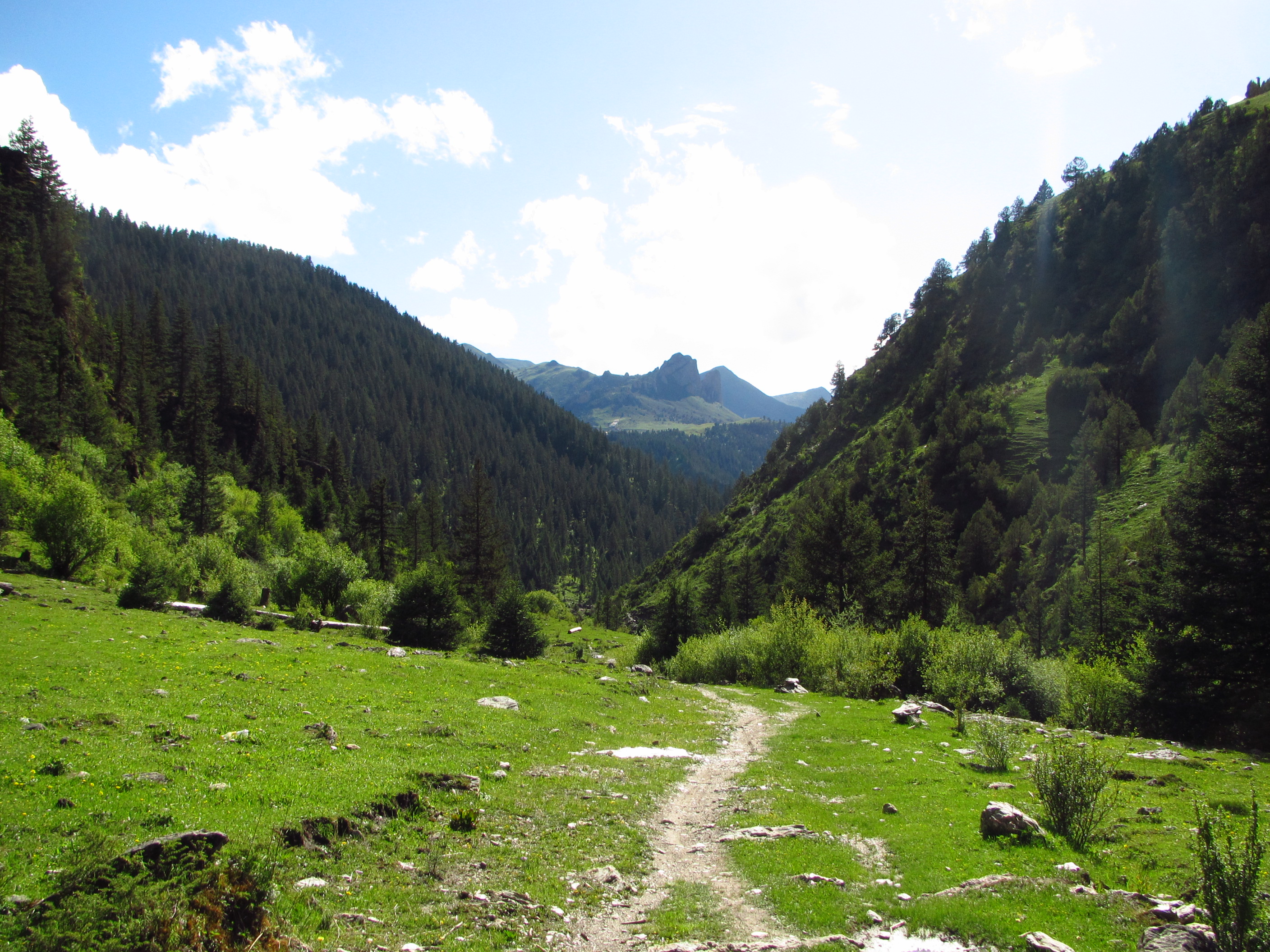 Hengduan conifer forests, Dêgê County, northwest of Sichuan province.