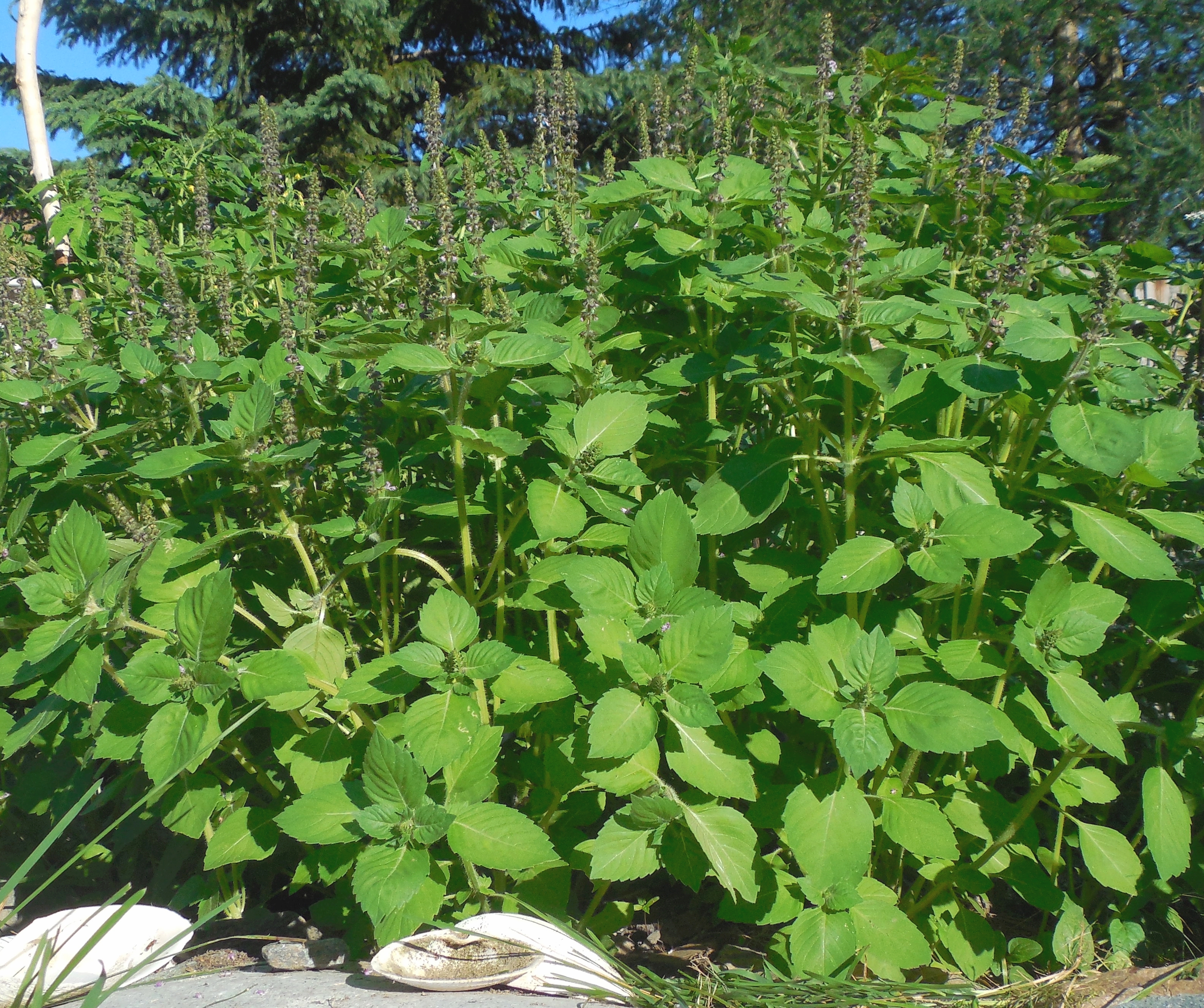 Leaves of Ocimum tenuiflorum L.