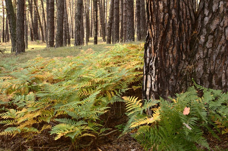 Carpathian montane conifer forest, Slovakia