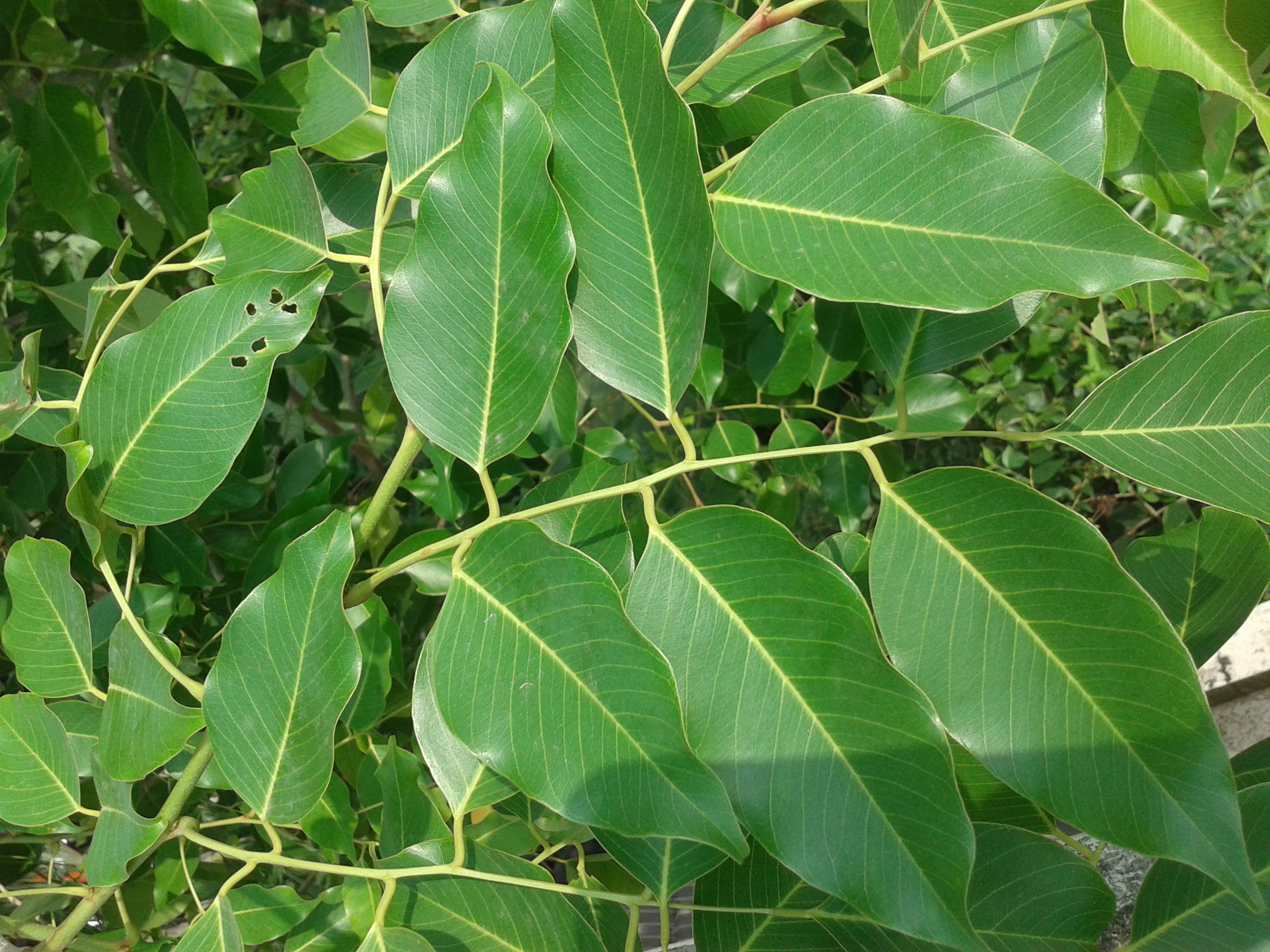 Pterocarpus santalinus (Red Sandal) Leaves. Kerala, India