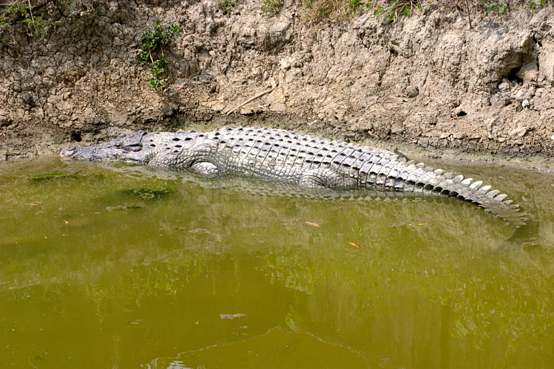 A crocodile at Sundarbans
