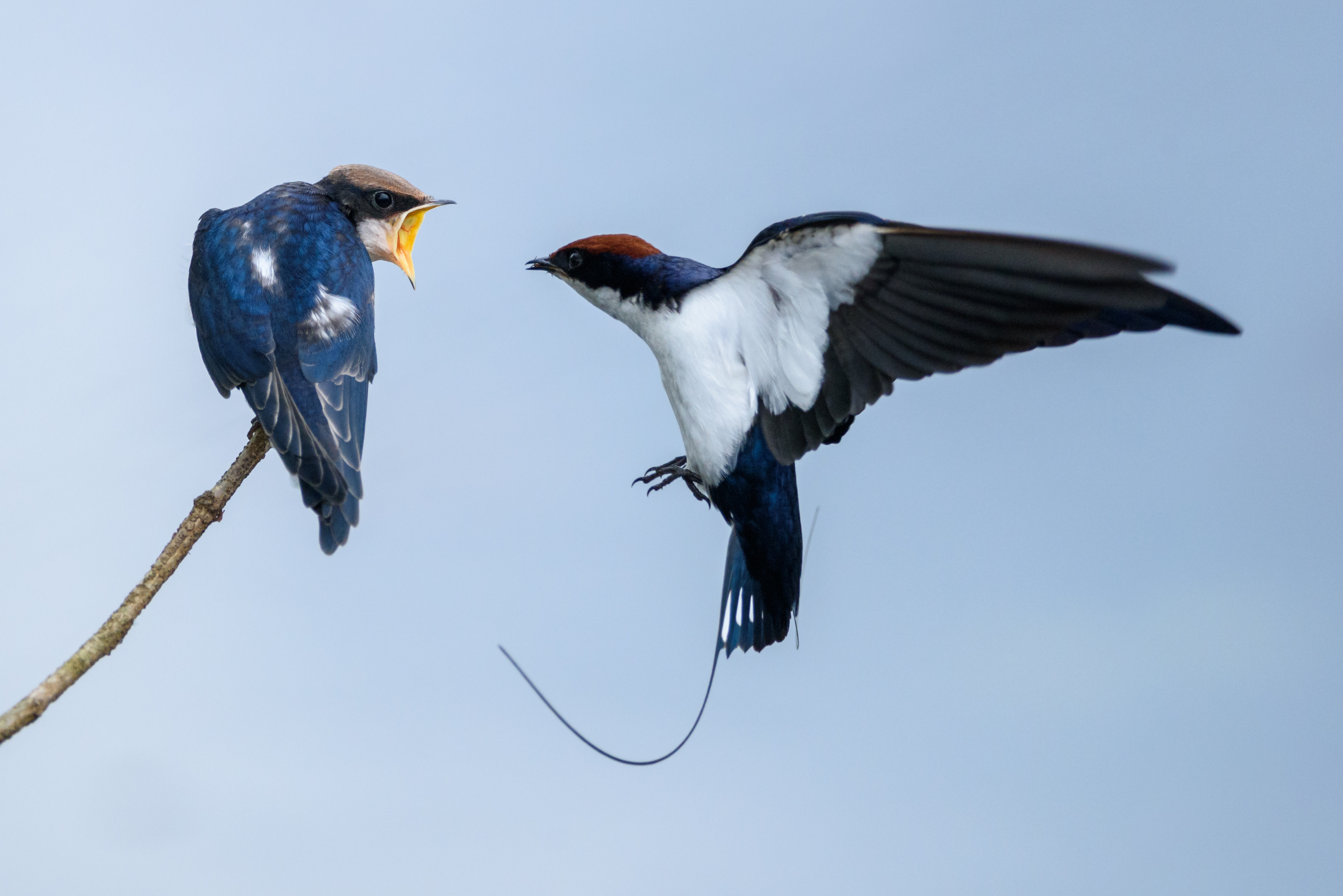 Wire tailed swallow2 @kannur