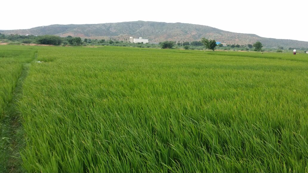 Paddy fields near Kadapa, with Palconda Hills in the background