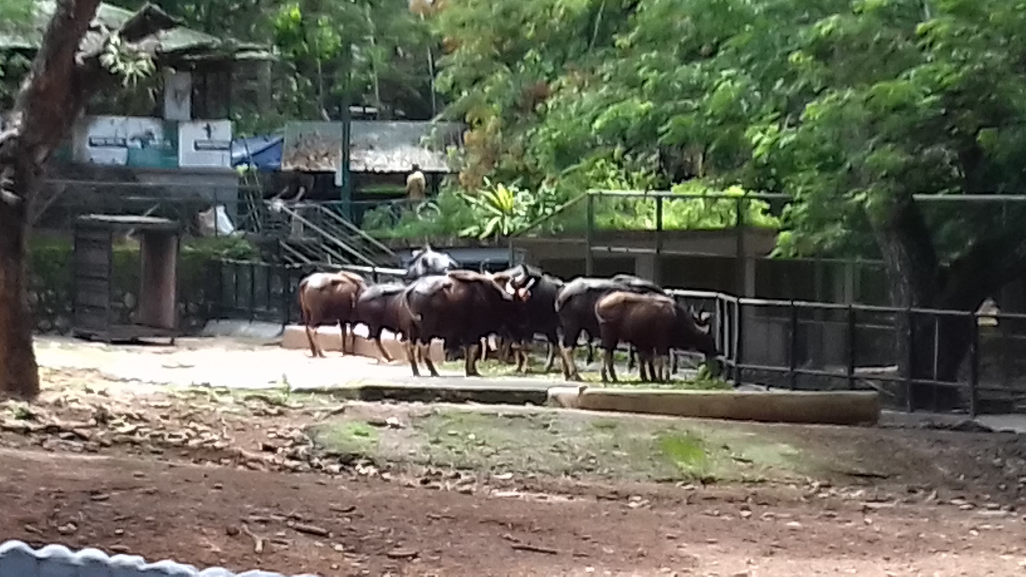 Herd of Indian Bisons in the zoo