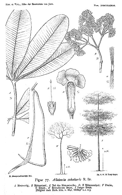 Botanical illustration