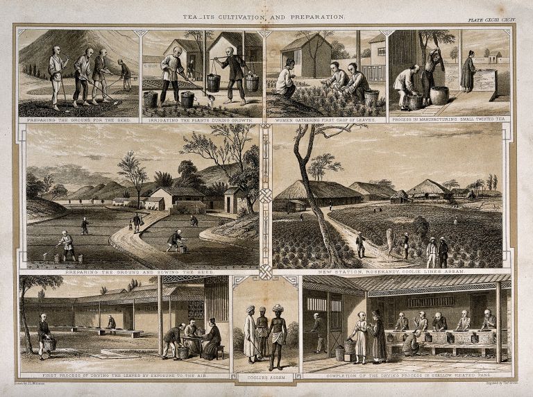 Process of making tea in Assam
