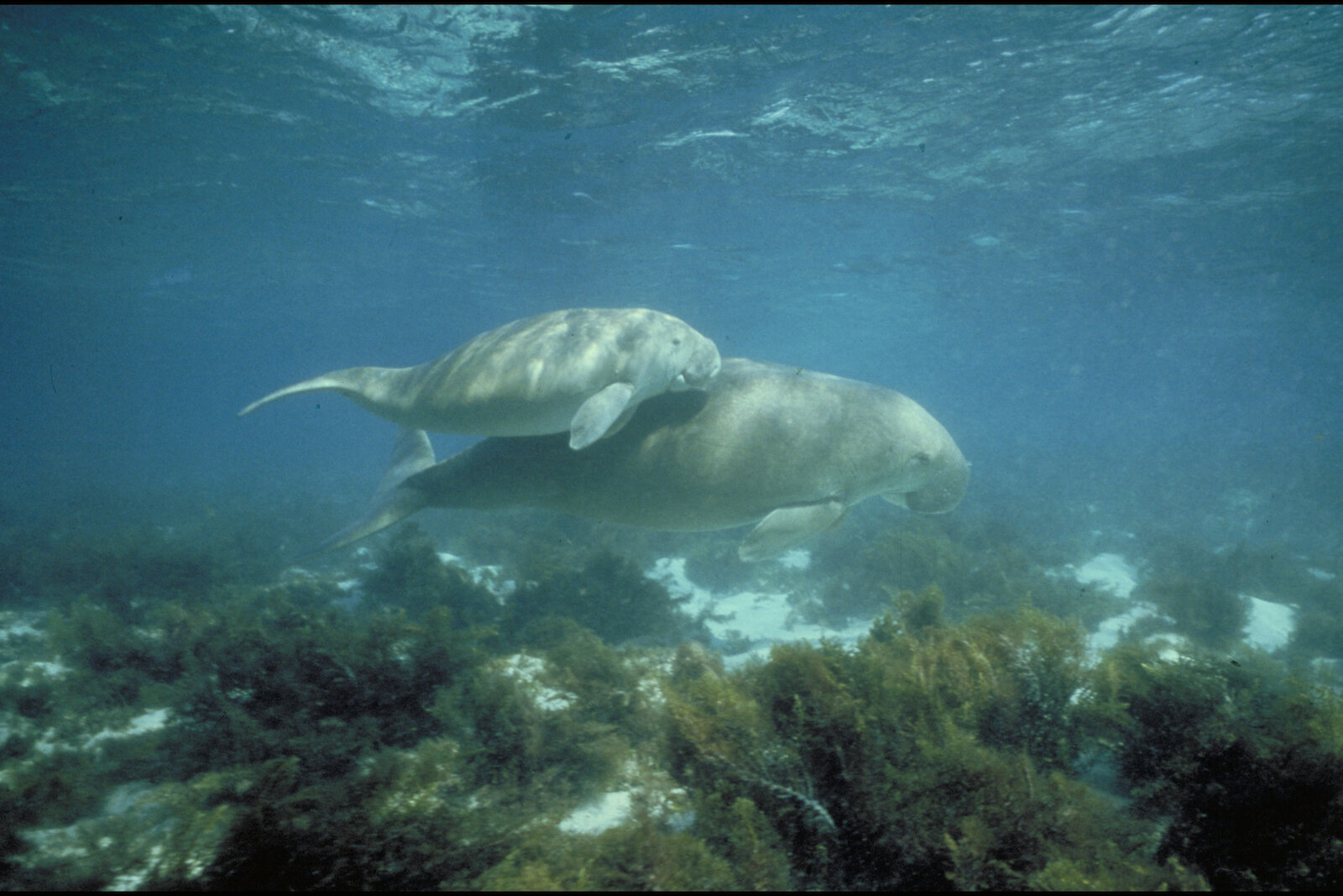 Dugong mother and her offspring in shallow waters.