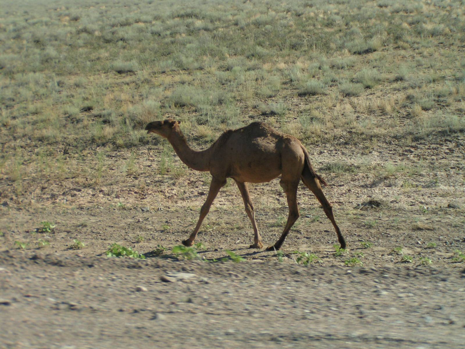 State Animal of Eritrea