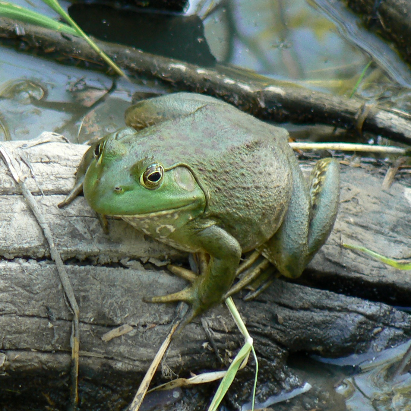 State Amphibian of the United States