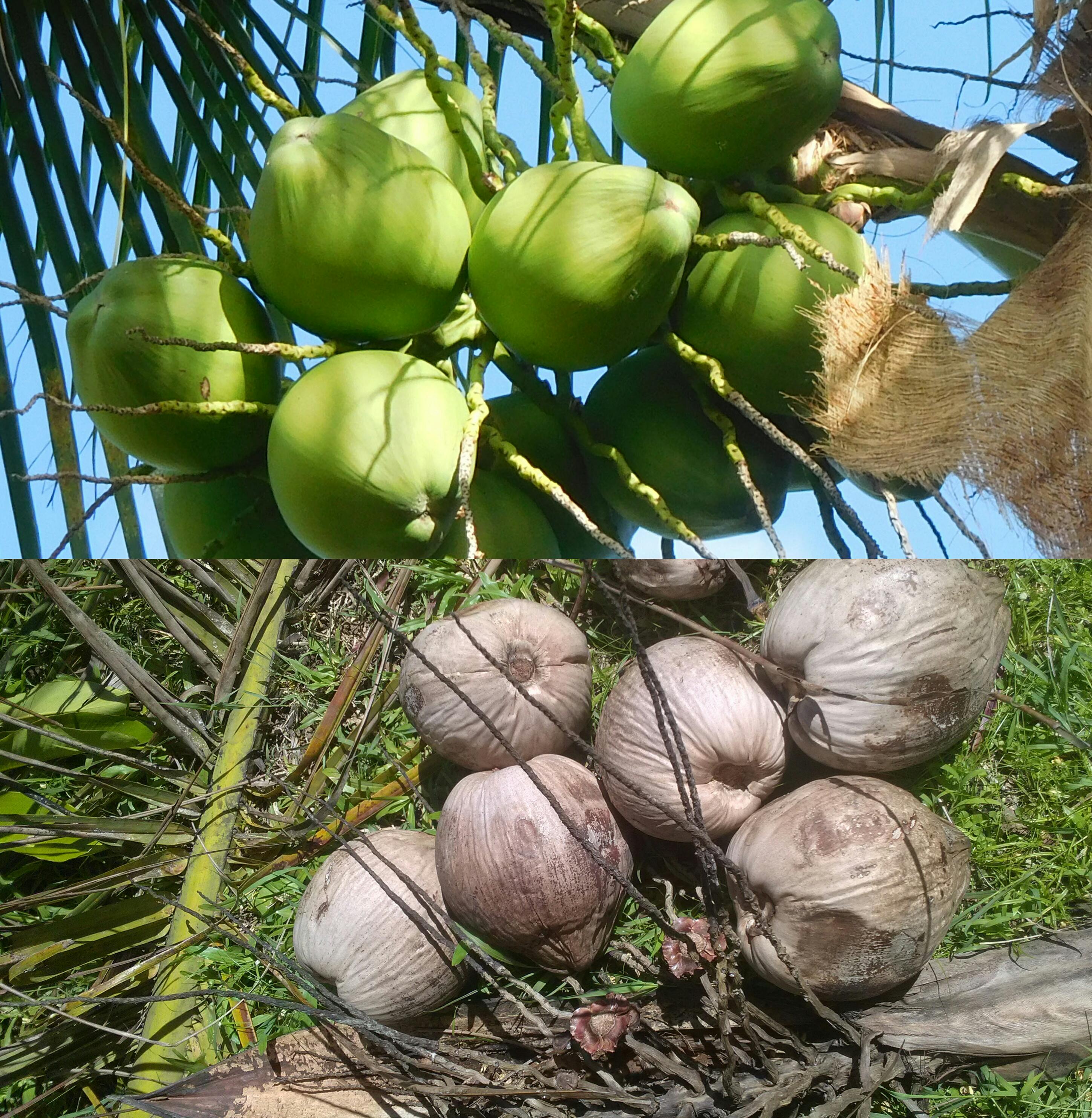 Fruit of Lakshadweep (Hindustan)