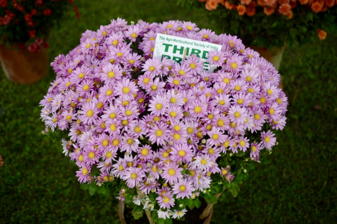 Flowers at Agri Horticultural Society of India