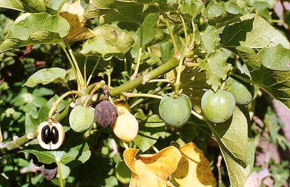 Jatropha curcas5 henning.jpg
