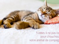 Chouchouter son animal de compagnie : 5 idées d’accessoires pour chien ou chat