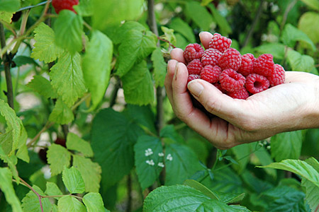 loisirs vacances cueillir fruit