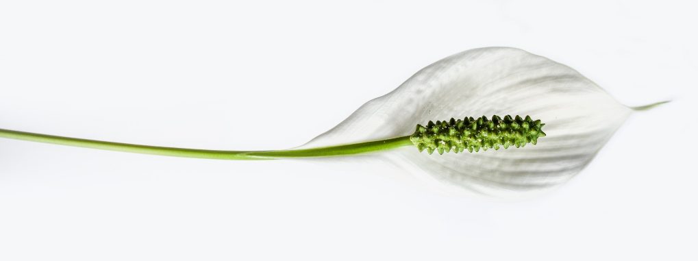 Des fleurs pour Maman: le Spathiphyllum, soins et floraison