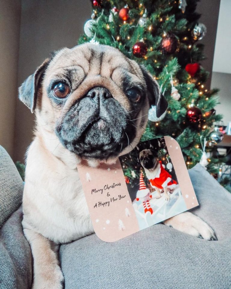 Un Noël qui a du chien ! 7 idées de carte de voeux avec votre ami canin