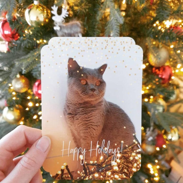 Un Joyeux Miaouoël ! Des cartes de voeux félines 🐈😻 Carte de voeux avec un chat - inspiration via @itsmemarie_thecat sur instagram