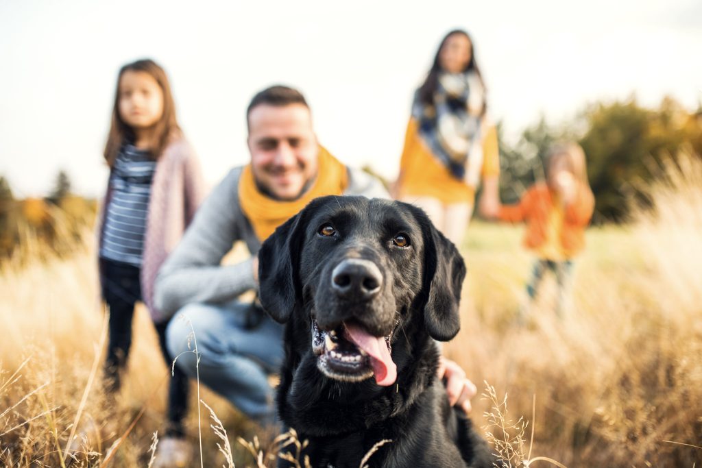 Partir en vacances avec un animal de compagnie: comment se préparer ?