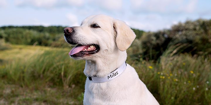 presenter till din hund - halsband med namn