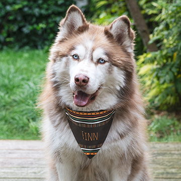 Gaver til din hund - bandana