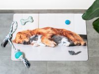 Comment préparer l’arrivée d’un chien ou d’un chat à la maison?