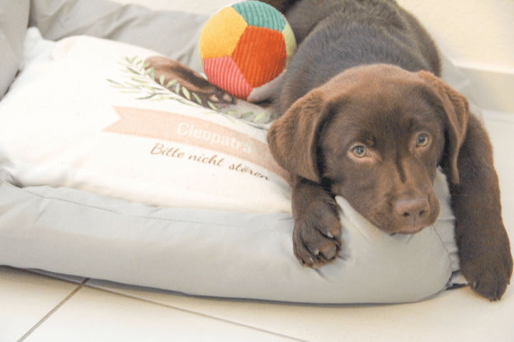 Panier personnalisé pour chien et chat