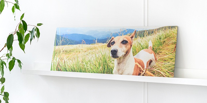 Panoramic photo on brushed metal with dog in nature