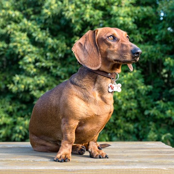 Dog with pet tag