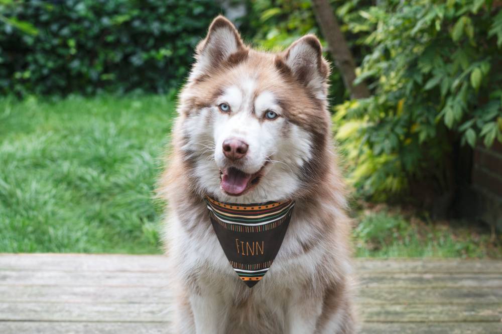 Dieren bandana