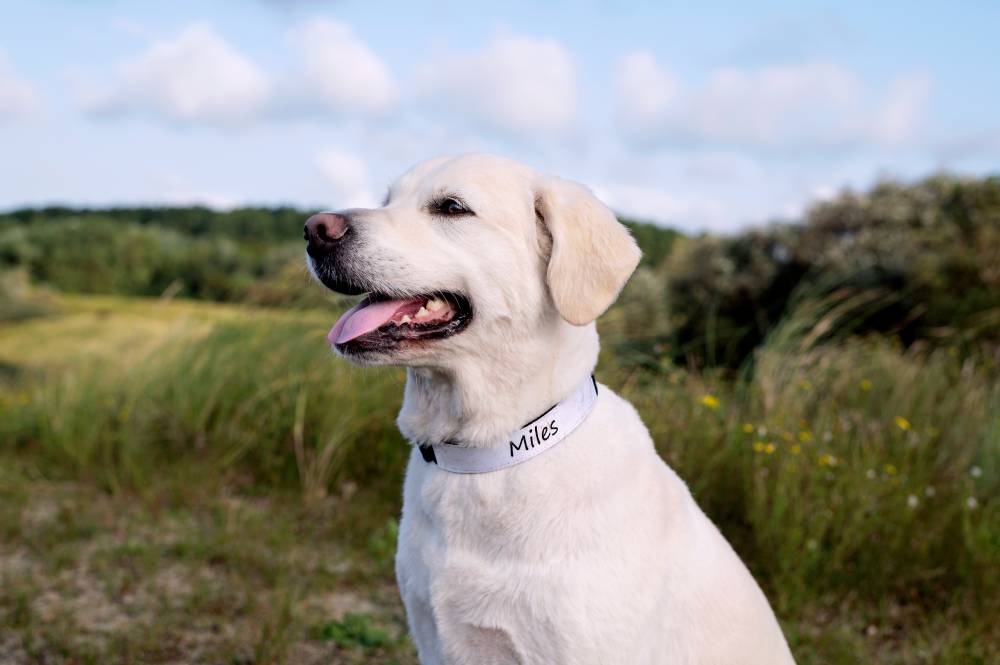 Cadeau voor Dierendag: halsband met naam