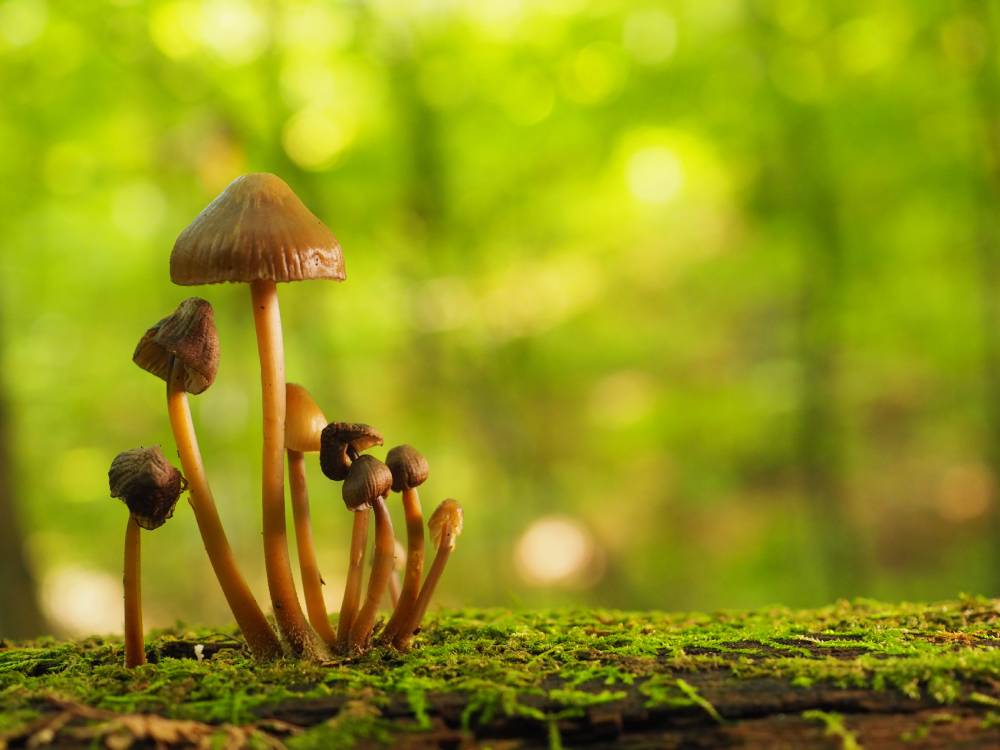 Herfstfoto's: paddenstoelen