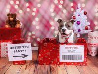 Woofy Christmas! Leuke kerstkaart ideetjes met je hond in de hoofdrol