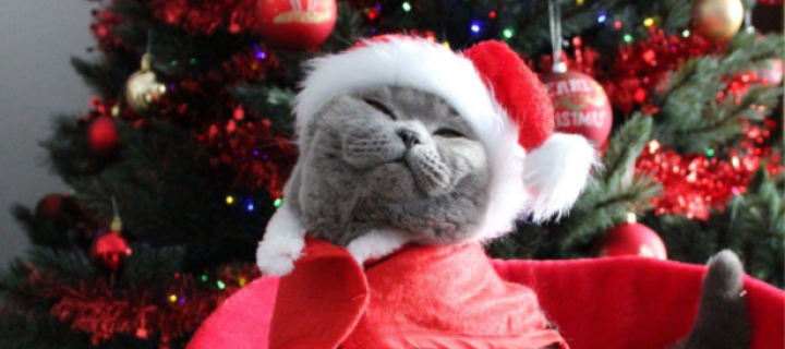 Meowy Christmas! Leuke kerstkaart ideetjes met je kat in de hoofdrol