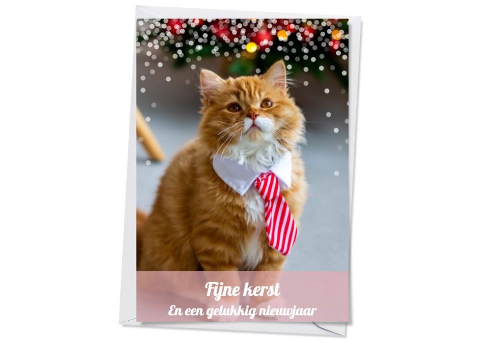 Leuke kerstkaart ideetjes met je kat in de hoofdrol