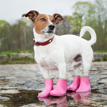 Dog wearing rain boots