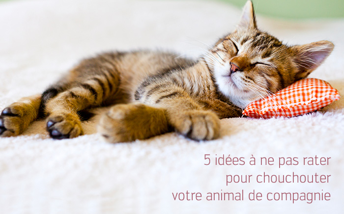 Accessoires pour chien ou chat