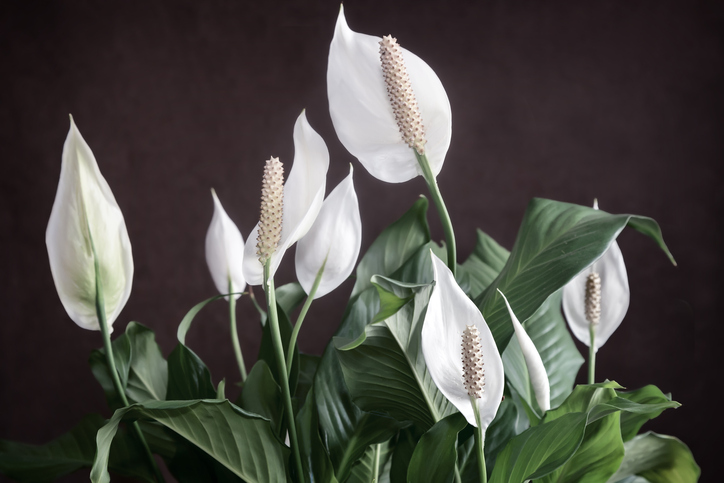 Fleur pour la fête des mères