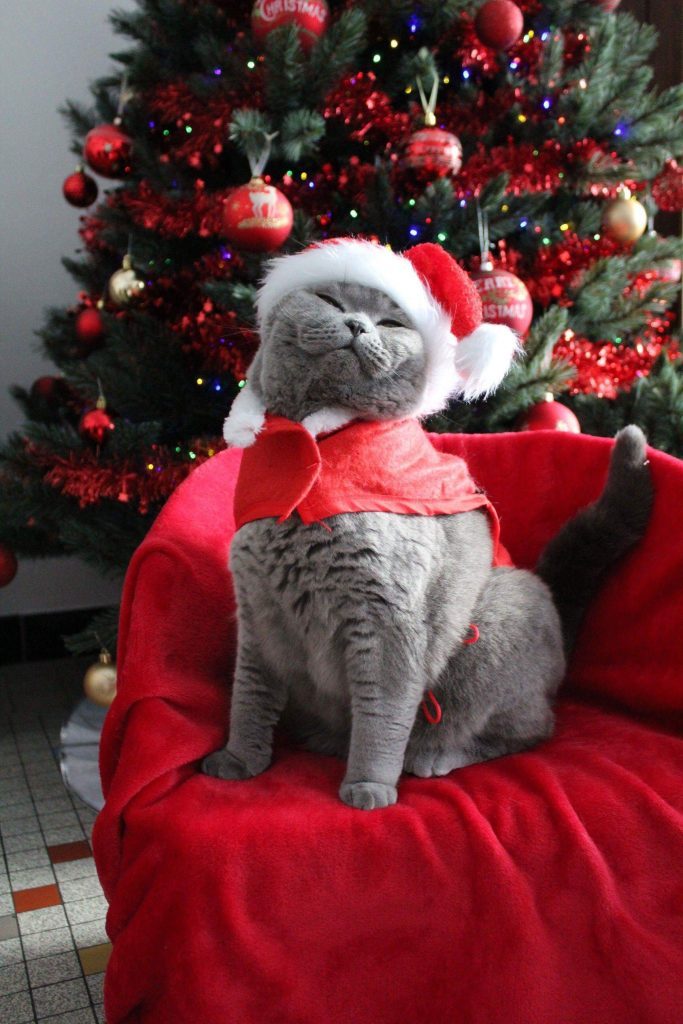 Photo de Noël originale pour votre carte de voeux : photos avec nos amis les animaux - chat