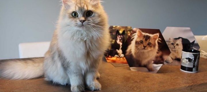 Chat en jette ! 10 idées pour les plus belles photos de votre animal