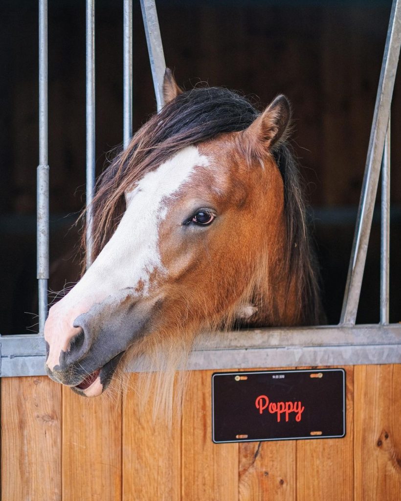 idee photo animal de compagnie : Plaque de porte personnalisée pour un box de cheval, smartphoto - création et photo de  @tinker_leentje_molly_poppy et @linaheirwegh sur instagram
