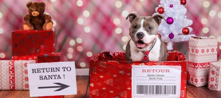 Un Noël qui a du chien ! 7 idées de carte de voeux avec votre ami canin