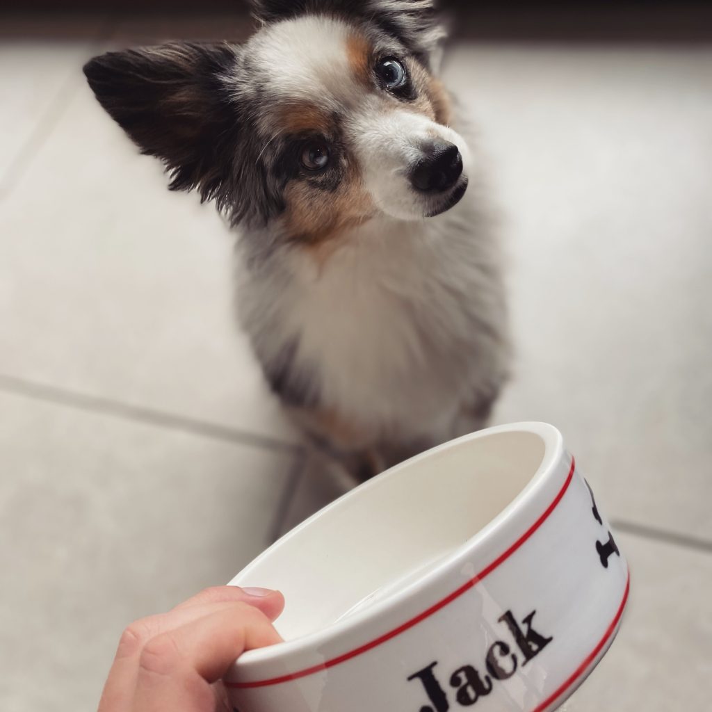 Voici nos animaux de compagnie et leurs produits smartphoto préférés