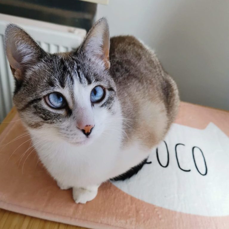 Voici nos animaux de compagnie et leurs produits smartphoto préférés