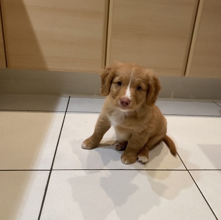 Voici nos animaux de compagnie et leurs produits smartphoto préférés