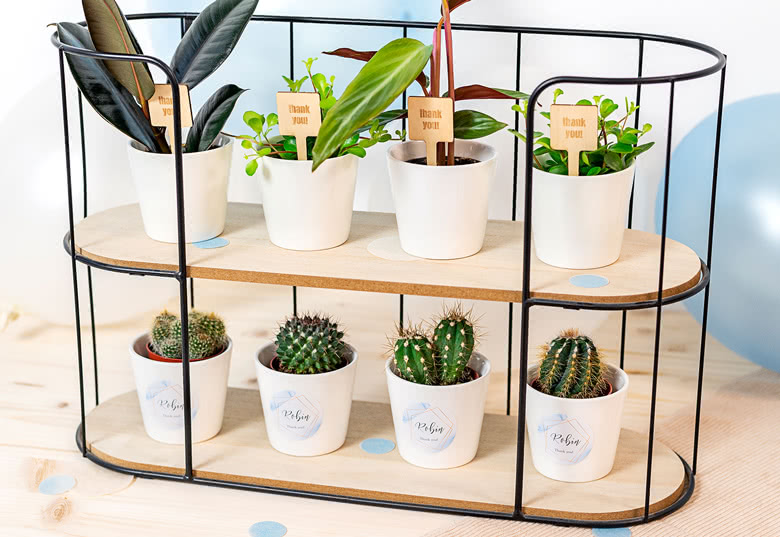 petits cadeaux pour les invités: Pots pour petites plantes 