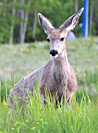 DeerinMeadow